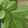 醉翁榆 醉翁榆