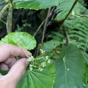 Begonia magdalenae