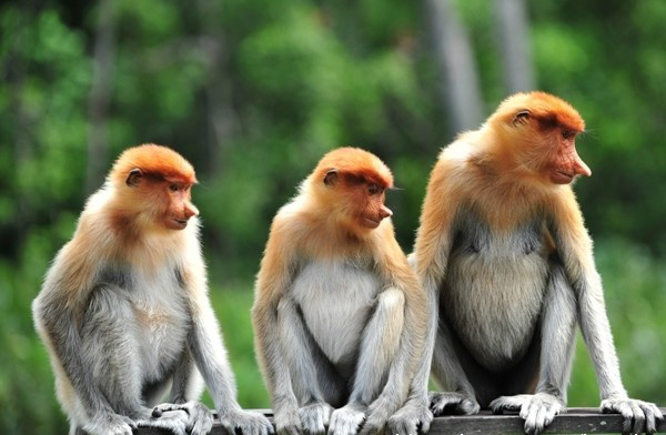 長鼻猴自然保護區