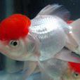 鶴頂紅(金魚的品種) 鶴頂紅(金魚的品種)