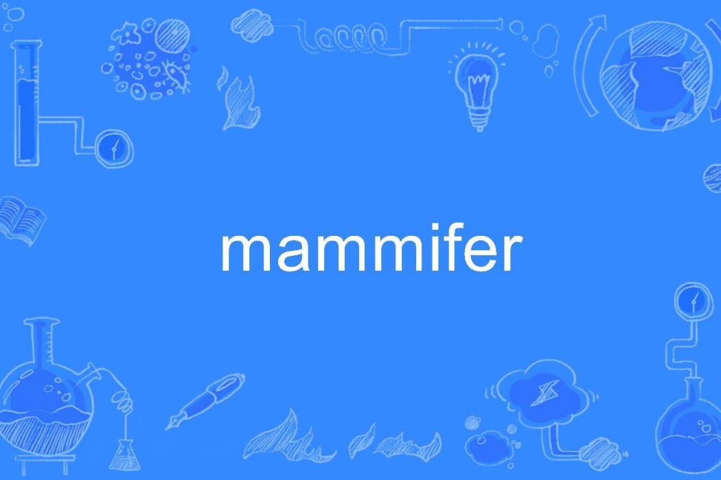 mammifer mammifer