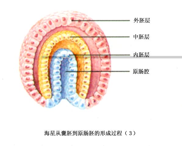 原腸祖(gastraea) 原腸祖(gastraea)