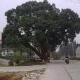 隆橋村 隆橋村