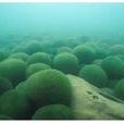 MARIMO