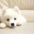 日本銀狐犬