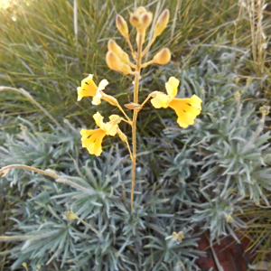 Goodenia cusackiana