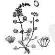 湖廣草(湖廣草) 湖廣草(湖廣草)