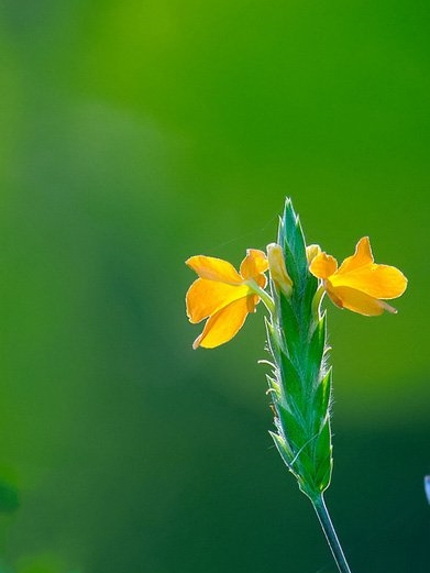黃鳥尾花 黃鳥尾花