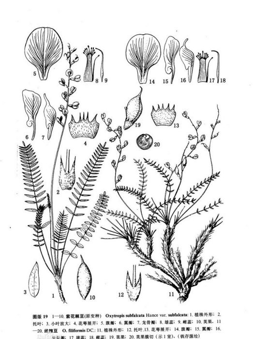 線棘豆 線棘豆