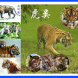 虎(老虎（食肉動物）)