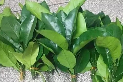 柚子葉 柚子葉