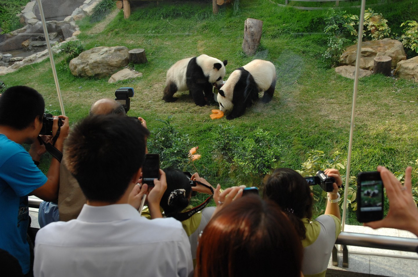 圖為大熊貓“心心”3周歲生日