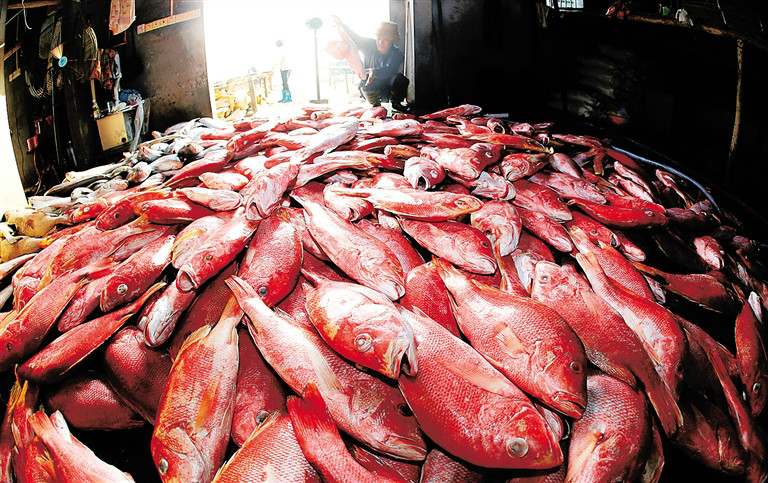 儋州紅魚