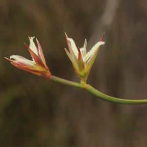Anarthria prolifera