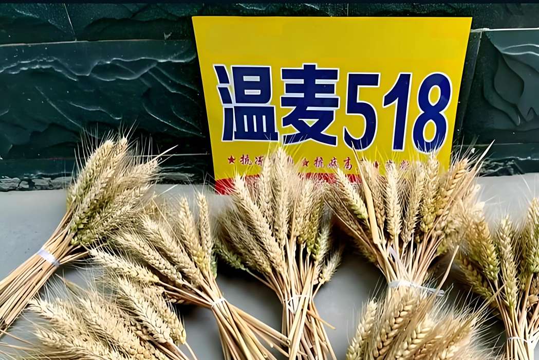 溫麥518 溫麥518