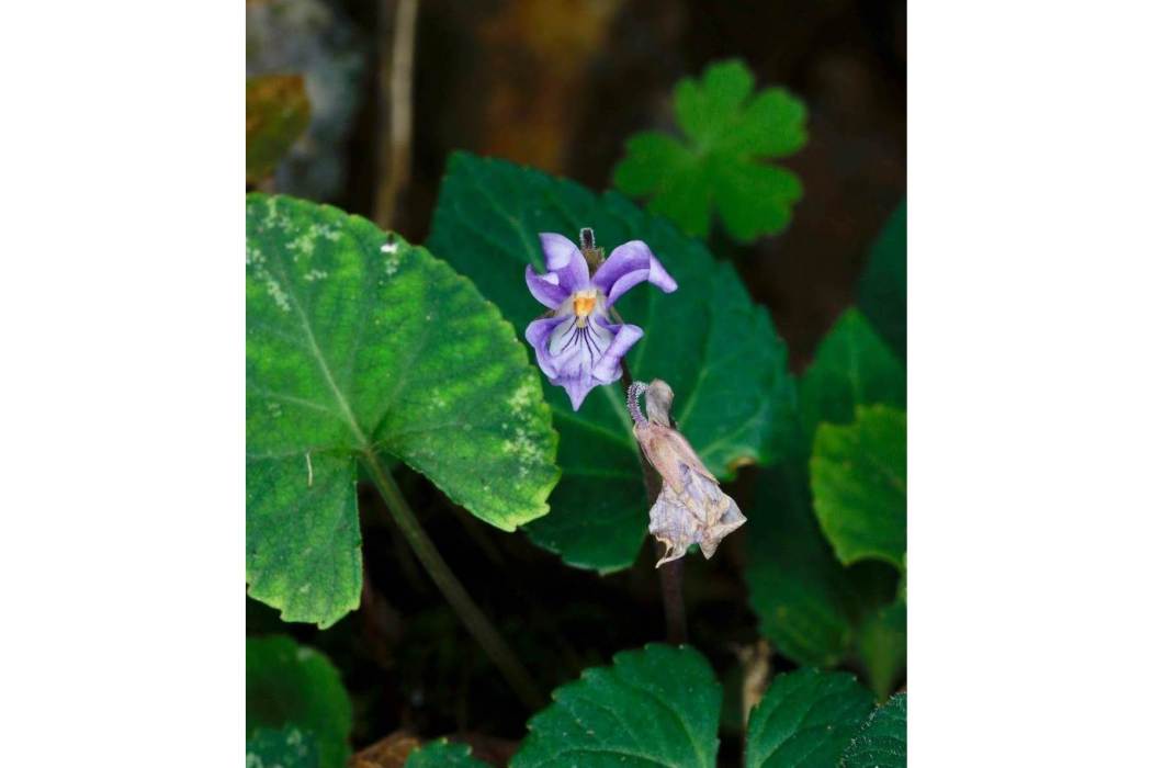 滇西堇菜(堇菜科堇菜屬植物) 滇西堇菜(堇菜科堇菜屬植物)