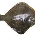 鮃鰈(比目魚) 鮃鰈(比目魚)