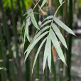 料慈竹 料慈竹
