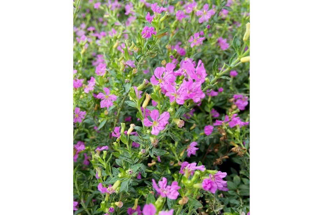 鄂花5號 鄂花5號