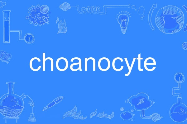 choanocyte
