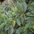 小肋五月茶 小肋五月茶