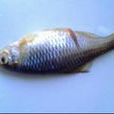 葫蘆子魚 葫蘆子魚