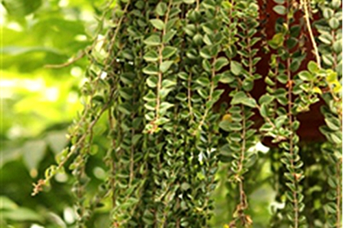 小葉鯨魚花 小葉鯨魚花