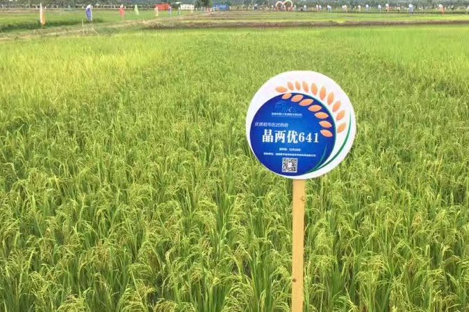 晶兩優641 晶兩優641