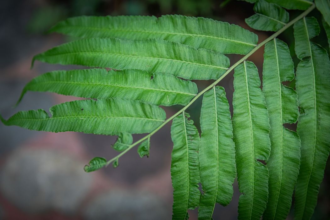 寬葉紫萁(紫萁科紫萁屬植物) 寬葉紫萁(紫萁科紫萁屬植物)