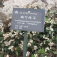 斑葉絡石 斑葉絡石