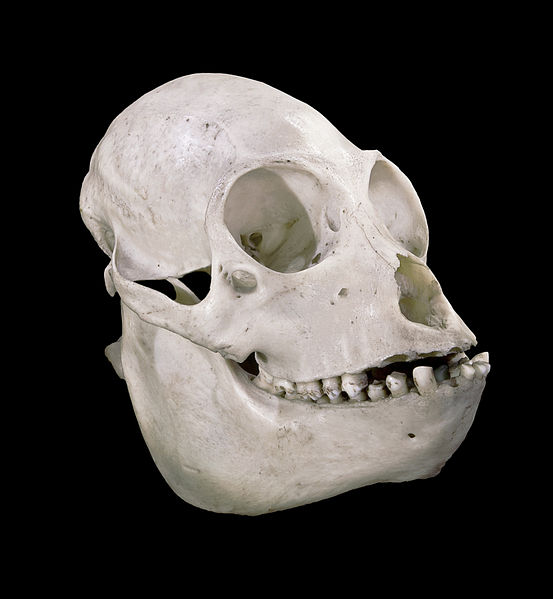 紅吼猴的頭顱骨