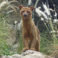 Fossa(哺乳動物) Fossa(哺乳動物)