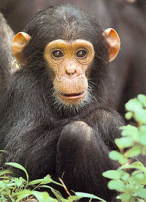 黑猩猩基因組計畫