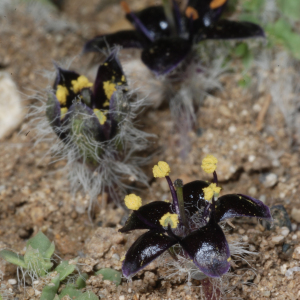 Jaborosa magellanica