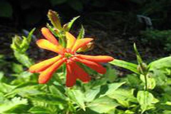 Lychnis fulgens Lychnis fulgens
