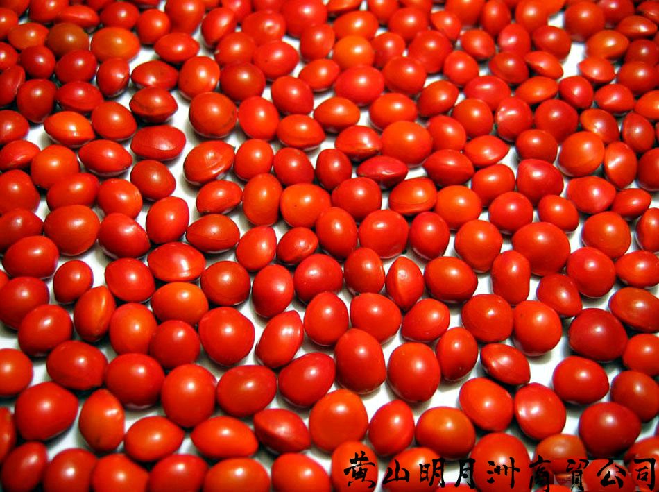 南國紅豆