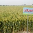 山農28號 山農28號