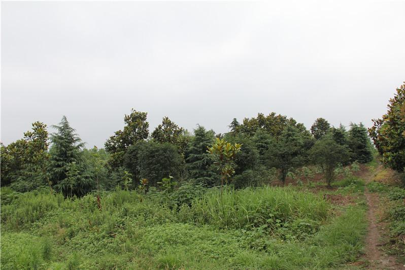 馬家山遺址 馬家山遺址
