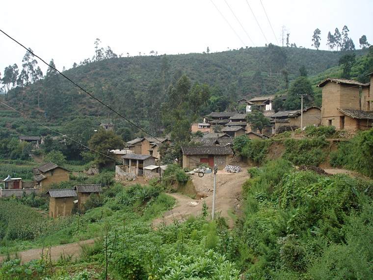 大樹窩村 大樹窩村
