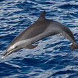 點斑原海豚(熱帶點斑原海豚)