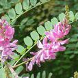 華東木藍(華東木藍) 華東木藍(華東木藍)
