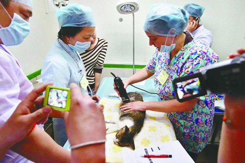 寵物醫生在給寵物做絕育手術