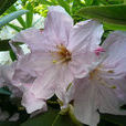 大果杜鵑(杜鵑花科——雲錦杜鵑亞組植物)