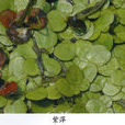 紫萍 紫萍