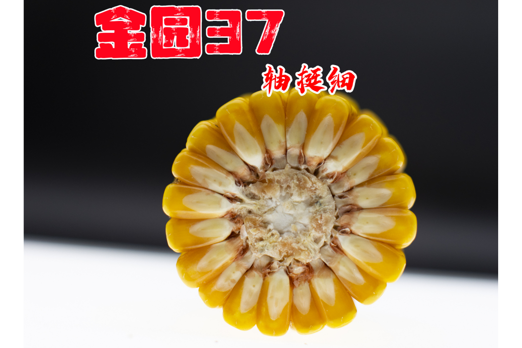 金園37 金園37