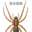 擬水狼蛛 擬水狼蛛