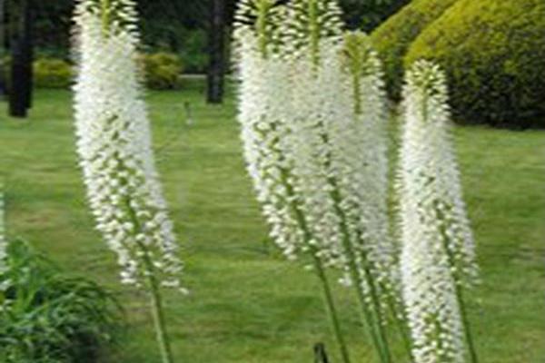 Eremurus robustus