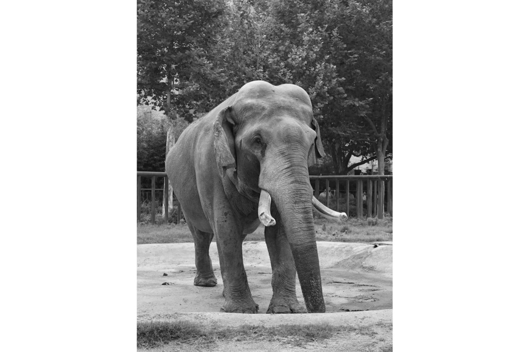 巴布(生活在鄭州動物園的一頭亞洲象) 巴布(生活在鄭州動物園的一頭亞洲象)