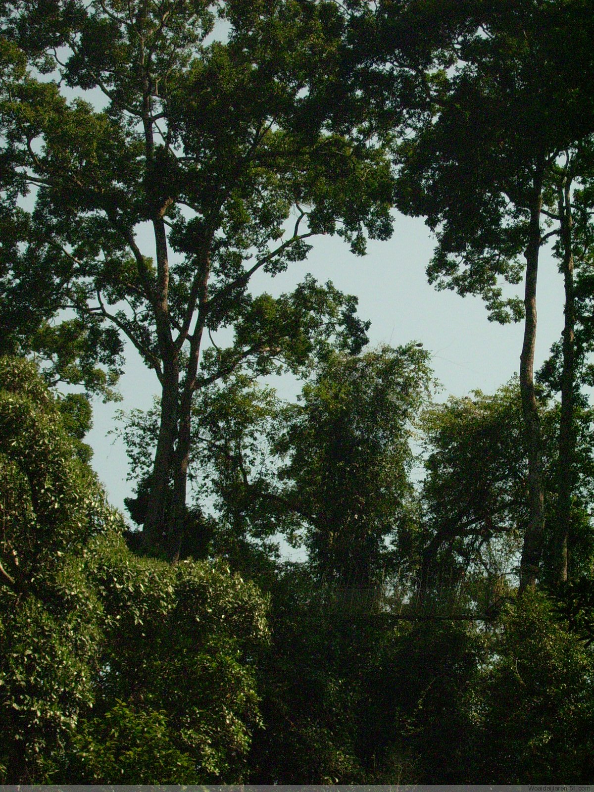 南亞熱帶雨林植被帶