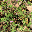 雞眼草(豆科雞眼草屬植物)